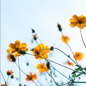 Meet your Posher, Heaven